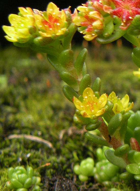 Sedum alpestre /  Borracina alpestre